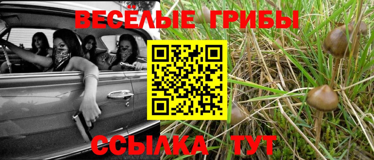 Краснокаменск  Псилоцибиновые грибы Psilocybe  Вход с VPN 